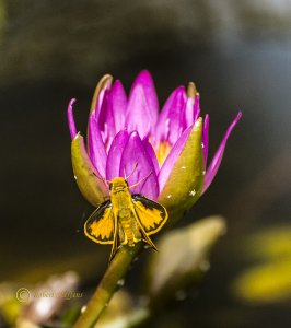 Water Lily and Skipper