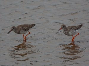 Redshank formation feeding team