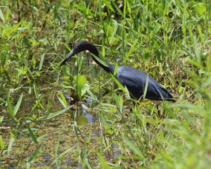 Little Blue Heron