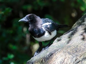 Magpie