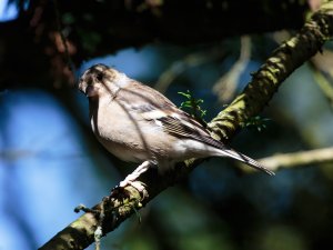 Young Chaffinch, I think!