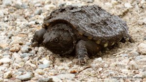 Snapping Turtle