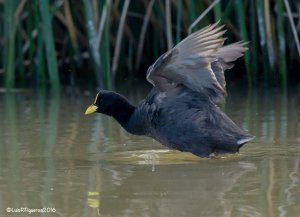Red-gartered Coot - Tagua Comn