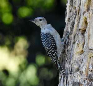 Red-bellied Woodpecker, juvenile