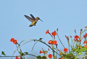 Ruby throated hummingbird