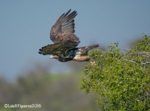 Black-chested Bluzzar-Eagle - Aguila Mora