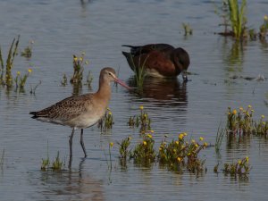 Black-tailed Godwit & Wigeon