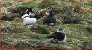 Puffin group