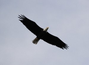 Bald Eagle