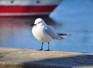 Black-billed Gull