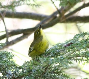 Pine Warbler