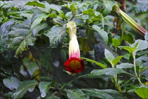 Red Angel's Trumpet