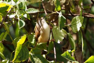 Tawny-flanked prinia