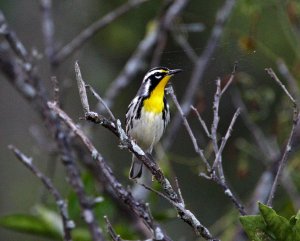 Yellow Throated warbler