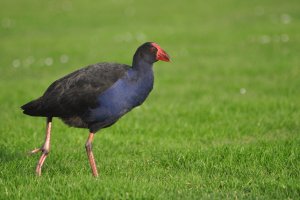 Pukeko/Australasian Swamphen