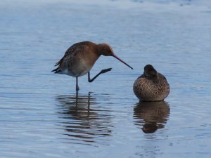 The Godwit and the Teal showdown