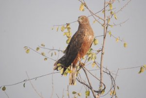 African Marsh Harrier - Juvenile