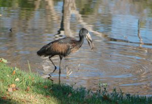 African Openbill