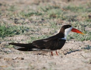 African Skimmer