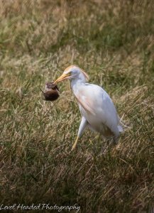 Cattle egret with very large lunch
