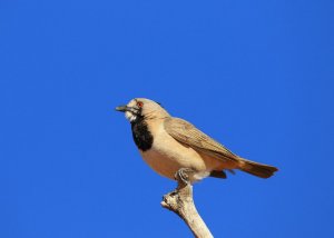 Crested Bellbird.