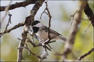 Carolina Chickadee