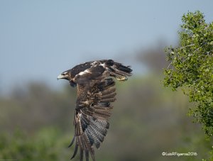 Black-chested Bluzzar-Eagle - Aguila Mora