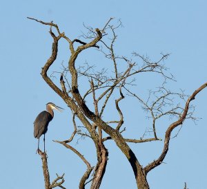 Great Blue Heron