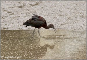 Glossy Ibis