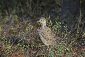 Male Plains Wanderer