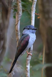 Cuckoo Roller