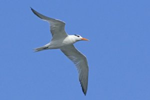 Royal Tern