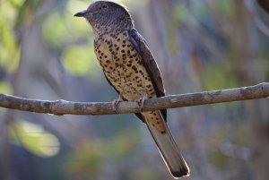 Female Cuckoo roller
