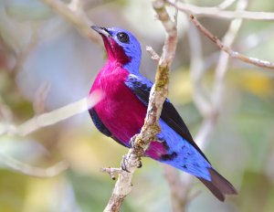 Purple-breasted Cotinga - male