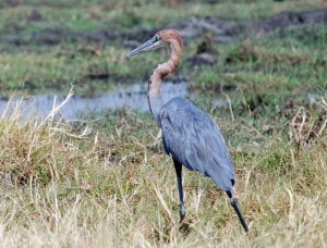 Goliath Heron