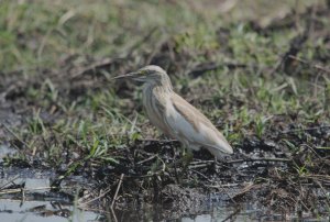 Squacco Heron