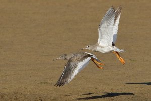 Redshank