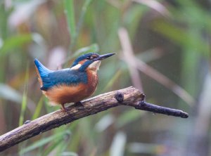 Kingfisher in the rain