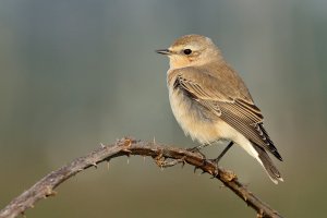 Wheatear