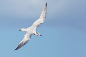 Sandwich Tern (juvenile)