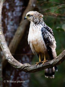 Crested Serpent Eagle Hunting