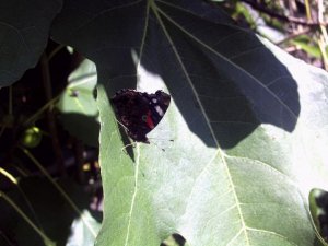 Red Admiral