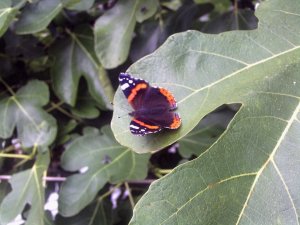 Red Admiral