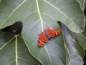 Comma   On fig leaf.