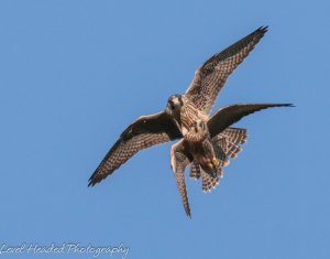 Peregrines - look out behind you !