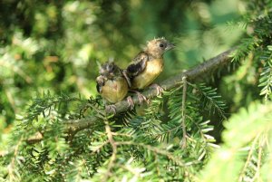 Baby goldfinches