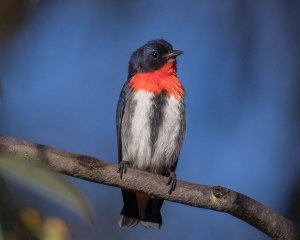 Mistletoebird