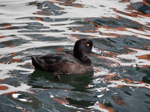 New Zealand Scaup Male.