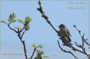 Greater Whitethroat