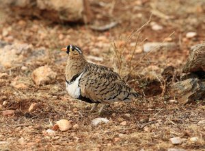 Male Double Banded Sandgrouse.